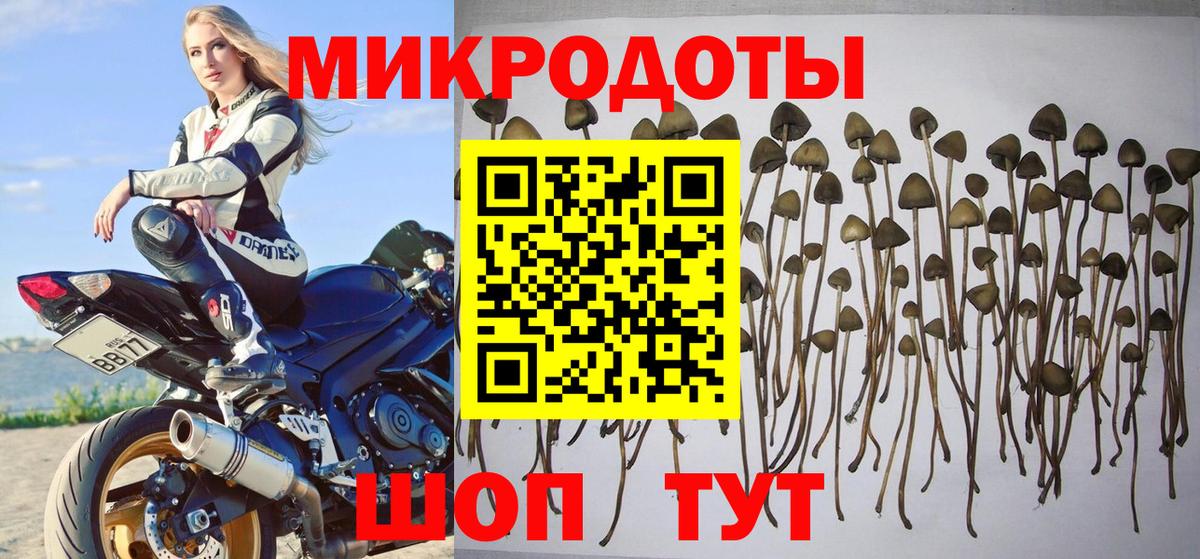 Котовск  Псилоцибиновые грибы Psilocybe  Вход с VPN 